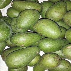 Aguacate Guatemalteco