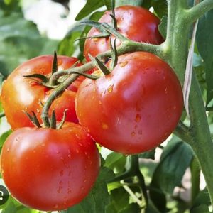Tomate Natural