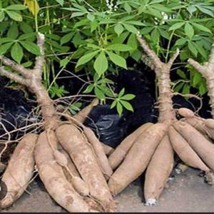 Yuca orgánica
