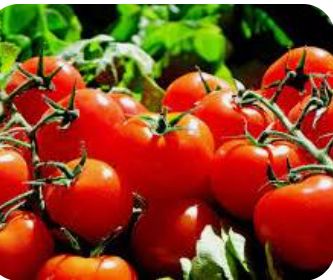 Tomate