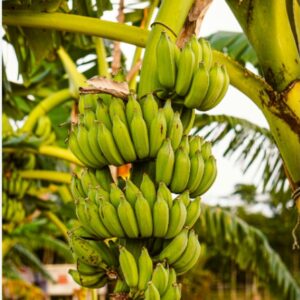 Platanos
