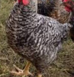 Pollos criollas
