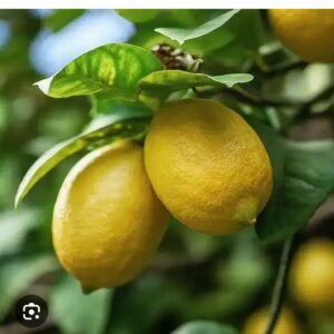 🍋 Limon