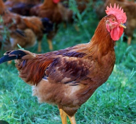 Aves de corral
