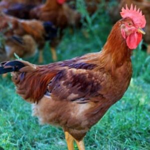 Aves criollos