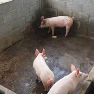 Chancho blanco