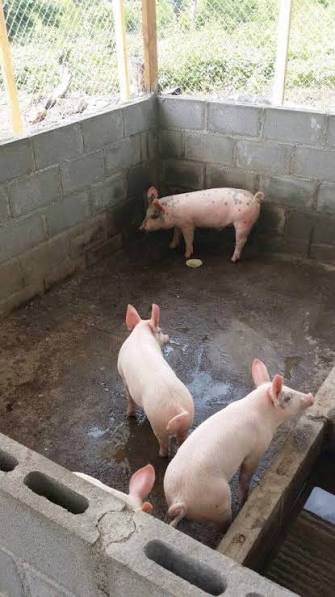 Chancho blanco