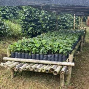 cafe organico