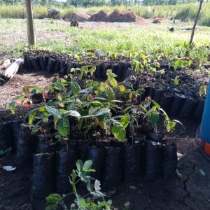 ventas de plantas
