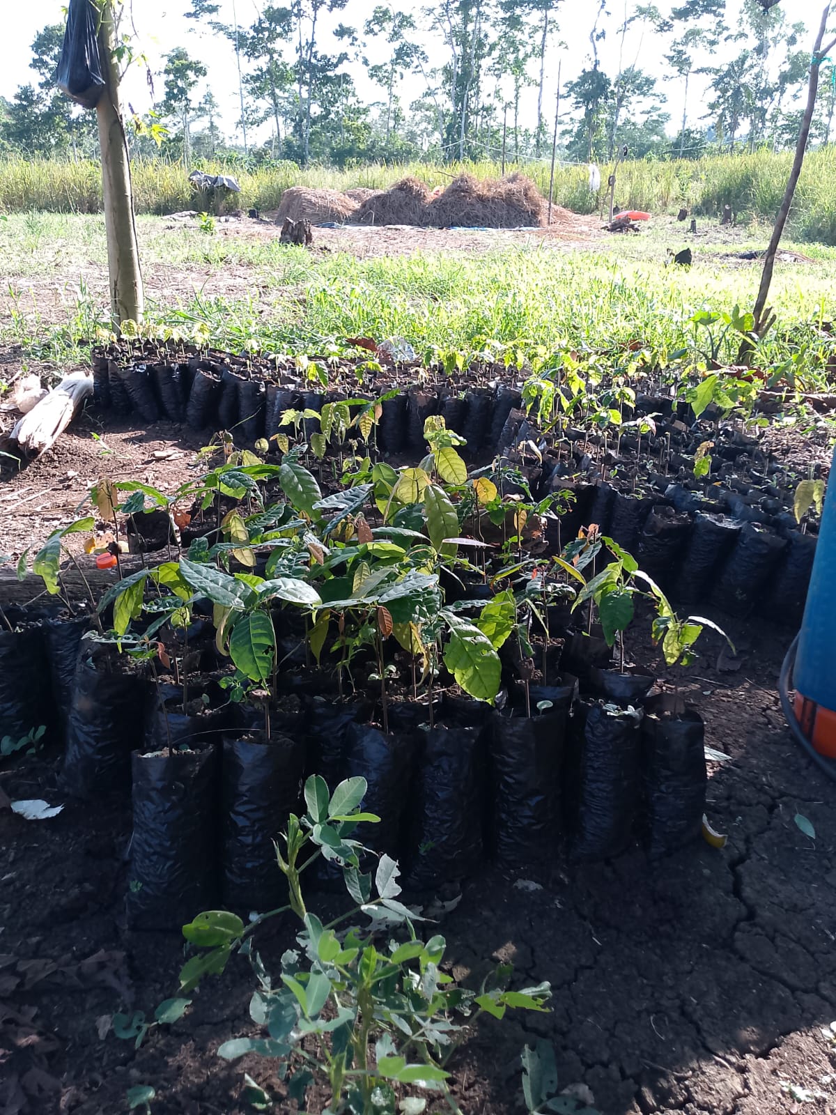 ventas de plantas