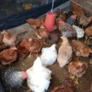 Pollos camperos