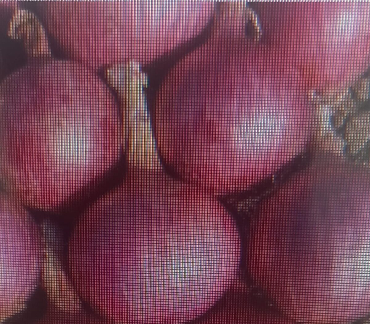cebolla paiteña
