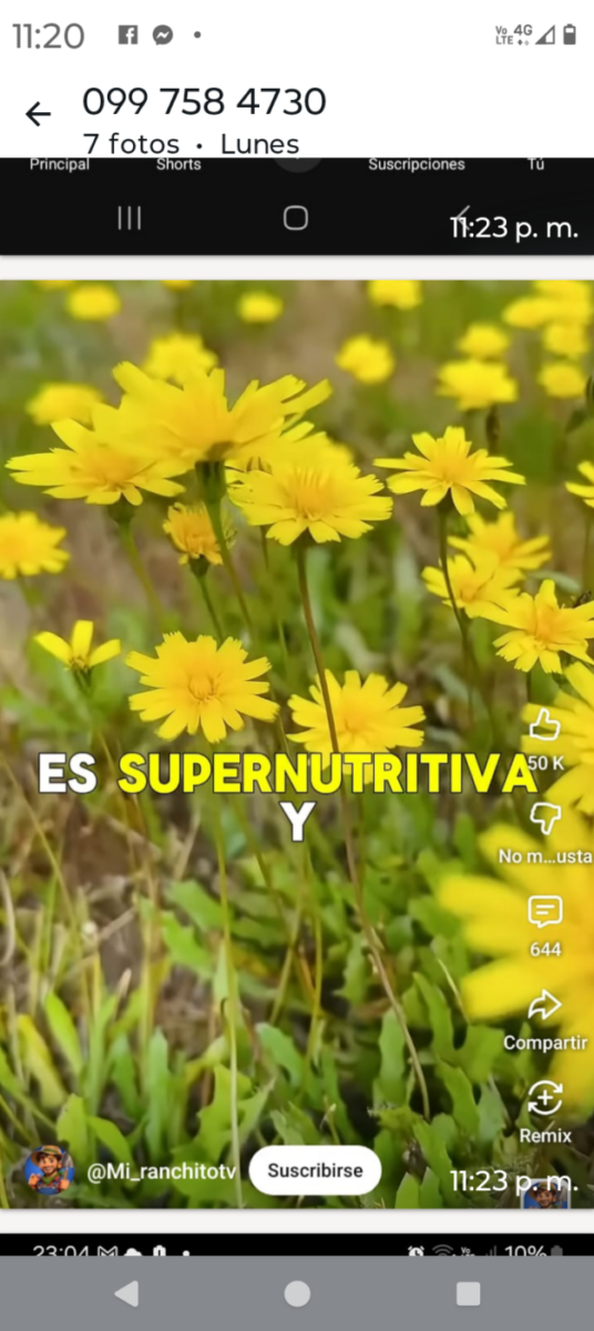 Remedio naturales (plantas, raíces flores)