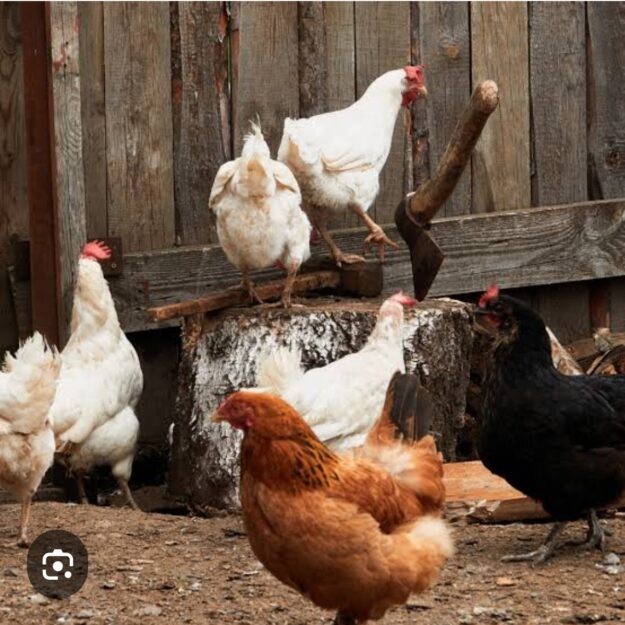 Gallinas de Campo