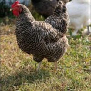 Gallina criolla