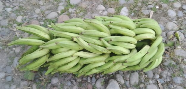 NEGOCIO DE PLATANO