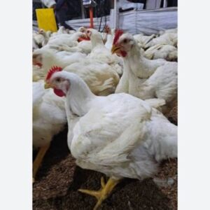 Pollo de campo