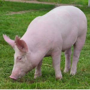 Chancho blanco