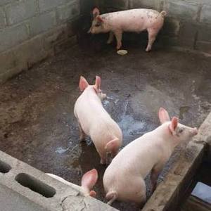 Chanchos blancos