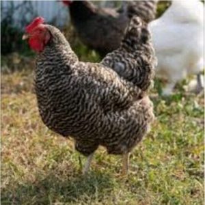 Gallina criolla