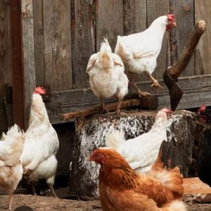 Gallinas de Campo