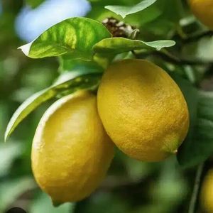 Limón