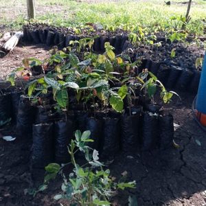 Plantas de vivero