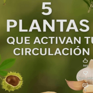 Plantas
