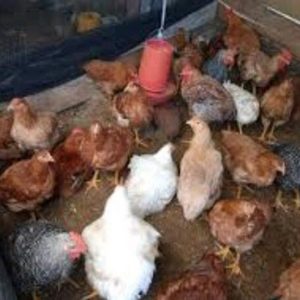 Pollos camperos