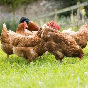 Pollo de campo