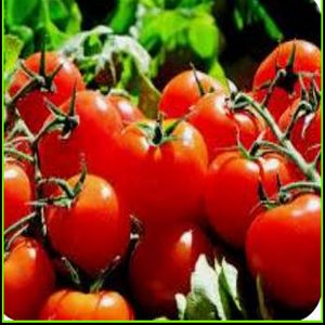 Tomate