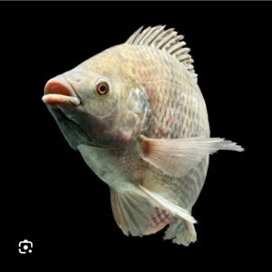 Tilapia