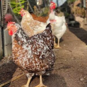 Gallinas Criollas
