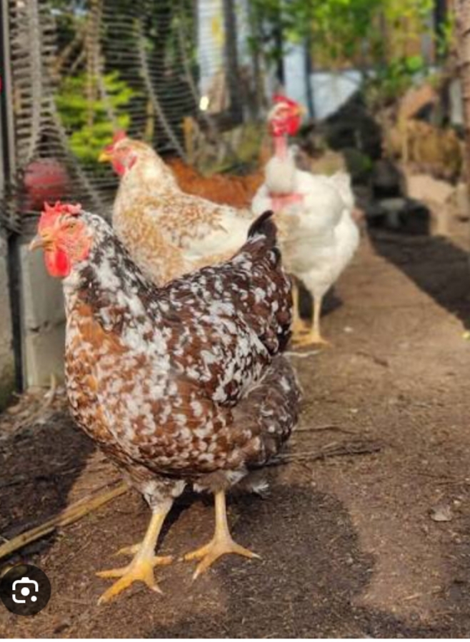 Gallinas Criollas
