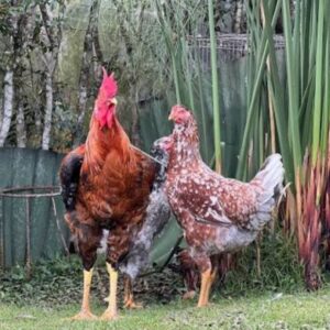 Pollos Criollos