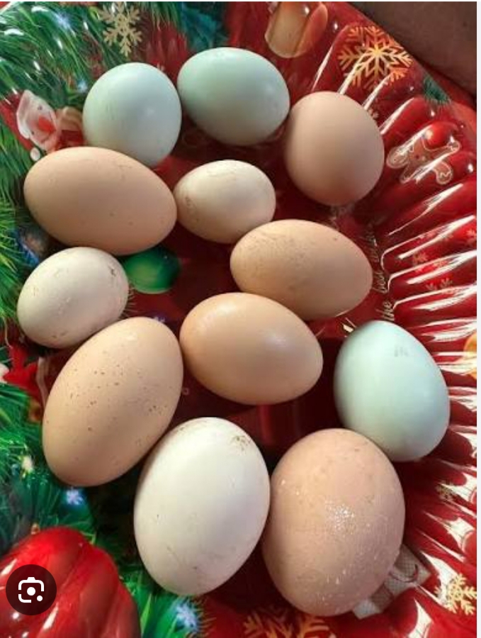 Huevos Criollos