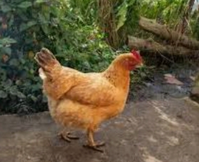 Gallina criolla