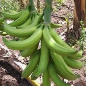 Racimo de platano