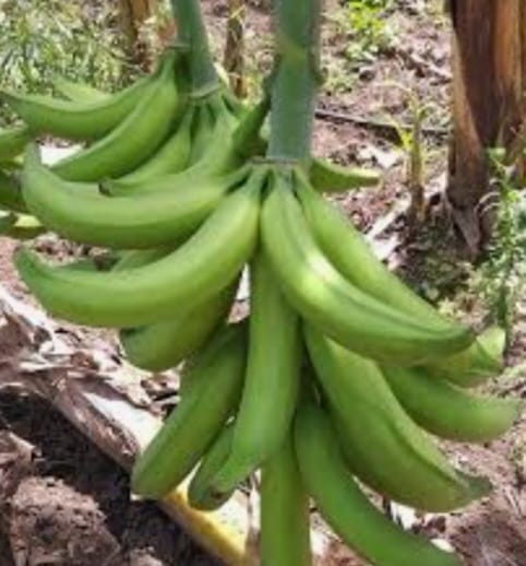 Racimo de platano