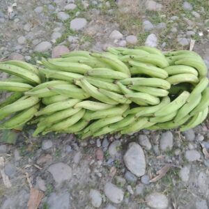 Platano