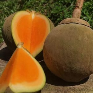 Zapote fruta