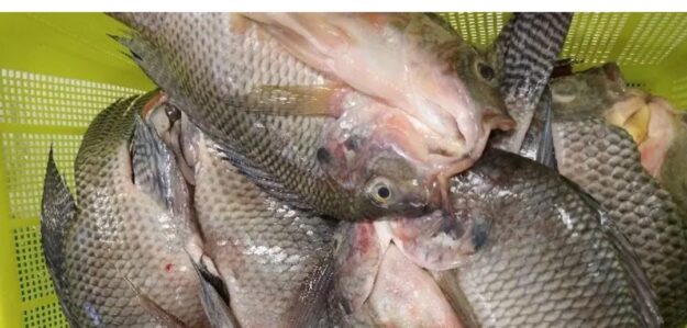 NEGOCIO TILAPIA FANNI