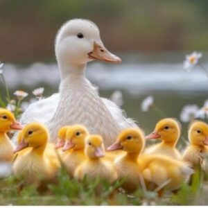 Patitos