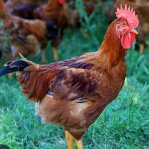Aves criollas