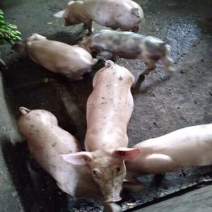 Cerdo