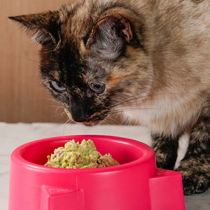 Comida para gatos