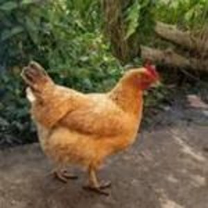 Gallina criolla