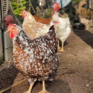 Gallinas Criollas