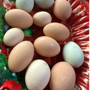 Huevos Criollos