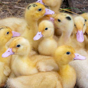 Patitos en pie